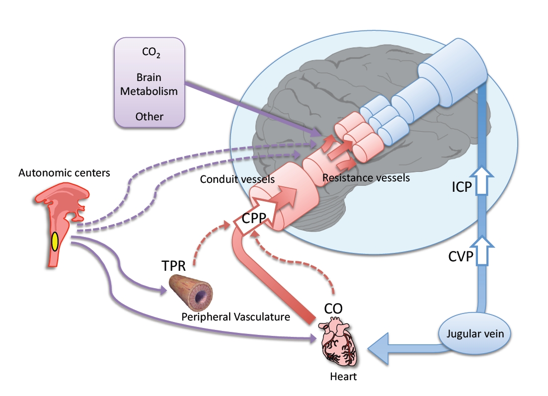 normal Cerebral perfusion pressure