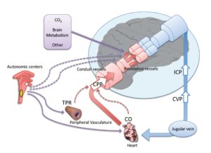 Cerebral autoregulation