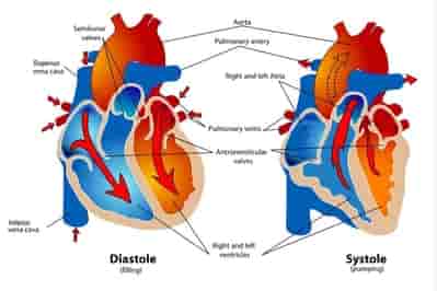 Ciclo Cardiaco