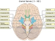 Cranial Nerve Mnemonic
