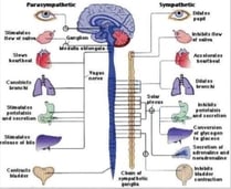 Parasympathetic and Sympathetic Nervous System