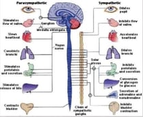 Sympathetic Vs Parasympathetic Chart