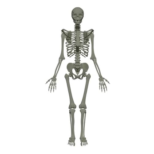 Types of Bones Anatomy – Made For Medical